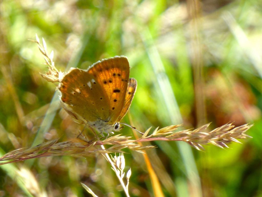 Lycaena virgaureae